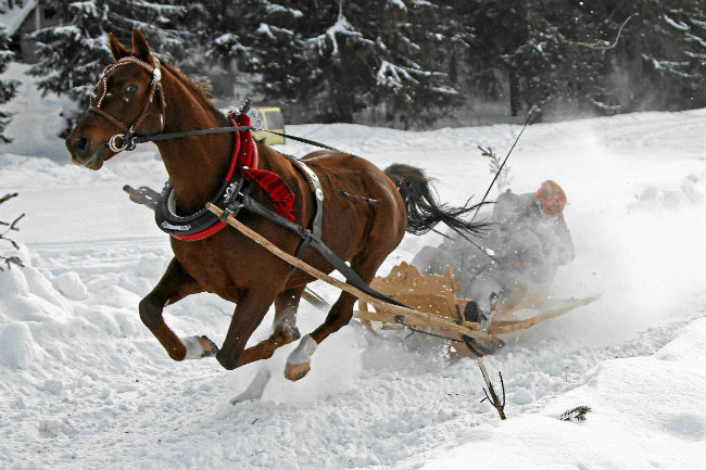 horse, snow, Zakopane