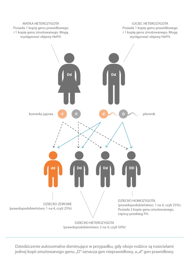 Infografika: Hipercholesterolemia rodzinna - dziedziczenie autosomalne dominujące w przypadku, gdy oboje rodzice są nosicielami jednej kopii zmutowanego genu