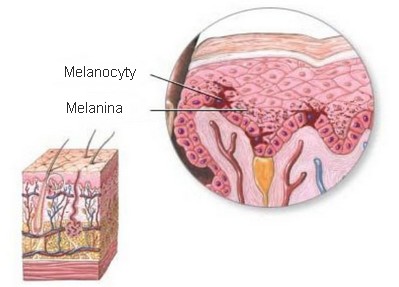 melanocyt i melanina - infografika