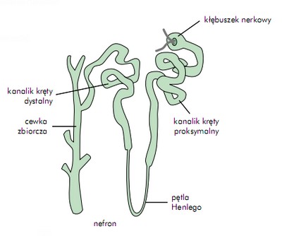 Struktura nefronu - infografika