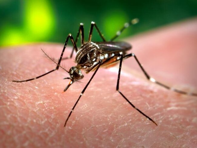 Aedes aegypti, zika