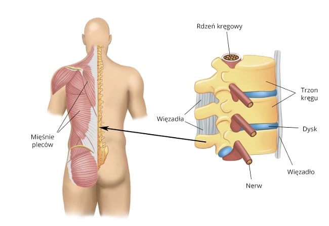 wiązadło, nerw i rdzeń krędowy a mieśnie pleców - INFOGRAFIKA