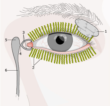 Budowa układu łzowego i struktura filmu łzowego