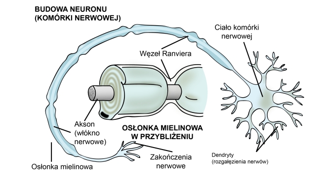 budowa neuronu
