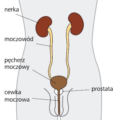 analiza uretra barbati tinctura de alcool pentru prostatita