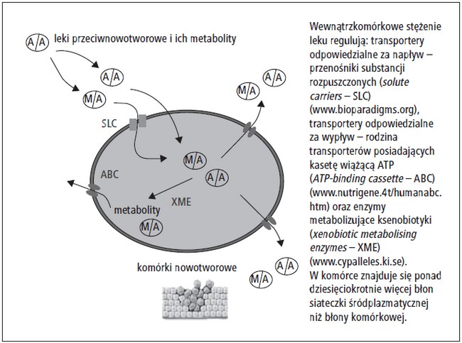 Metabolizm w komórkach nowotworowych i kinetyka leków