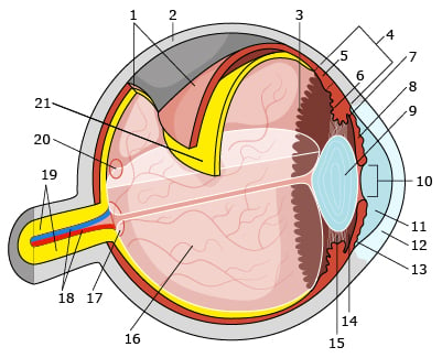 Budowa narządu wzroku | Okulistyka - Medycyna Praktyczna dla pacjentów
