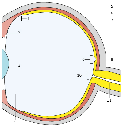 Budowa tylnego odcinka oka