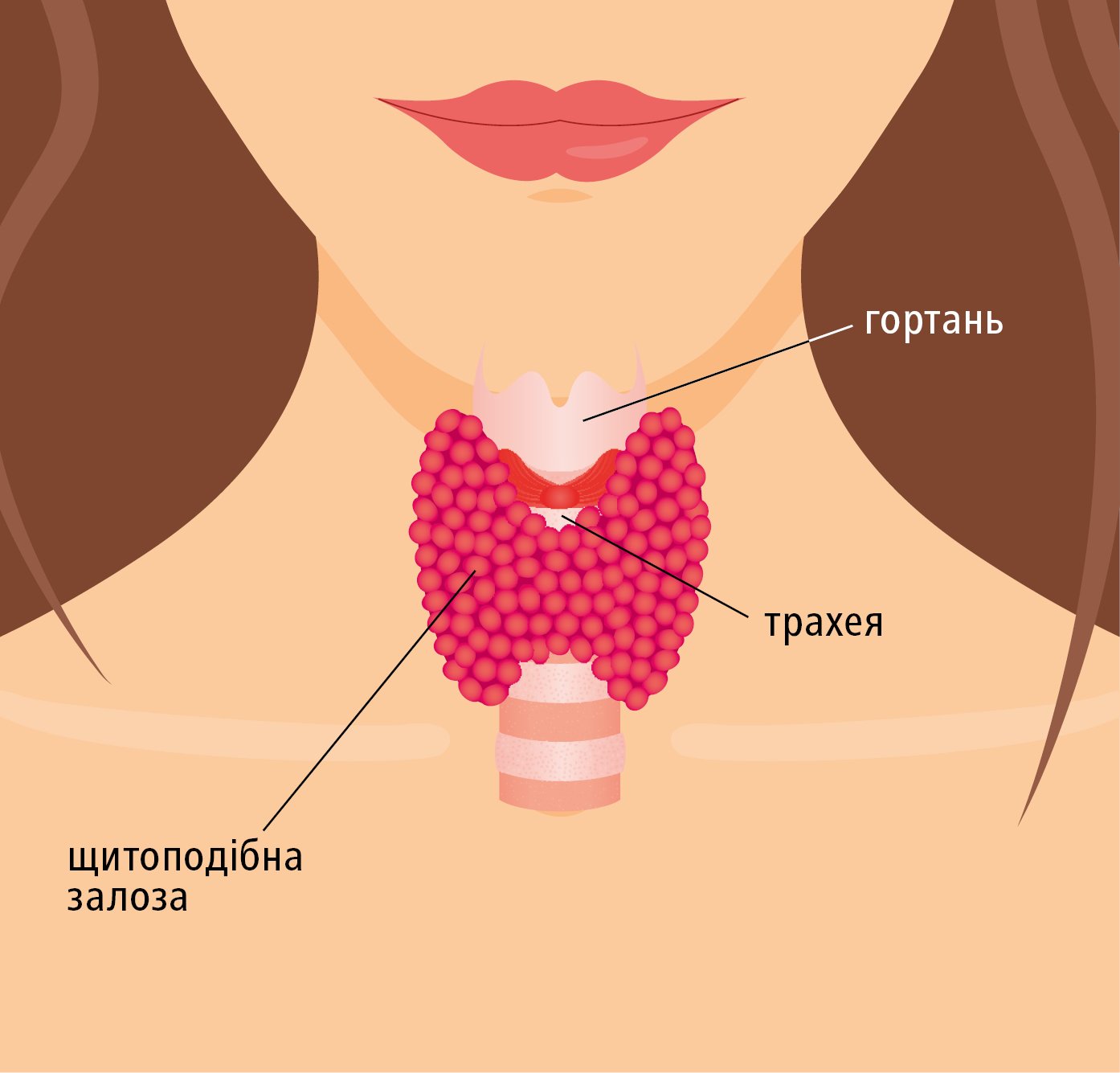 Щитоподібна залоза є малим органом, розміщеним біля основи шиї