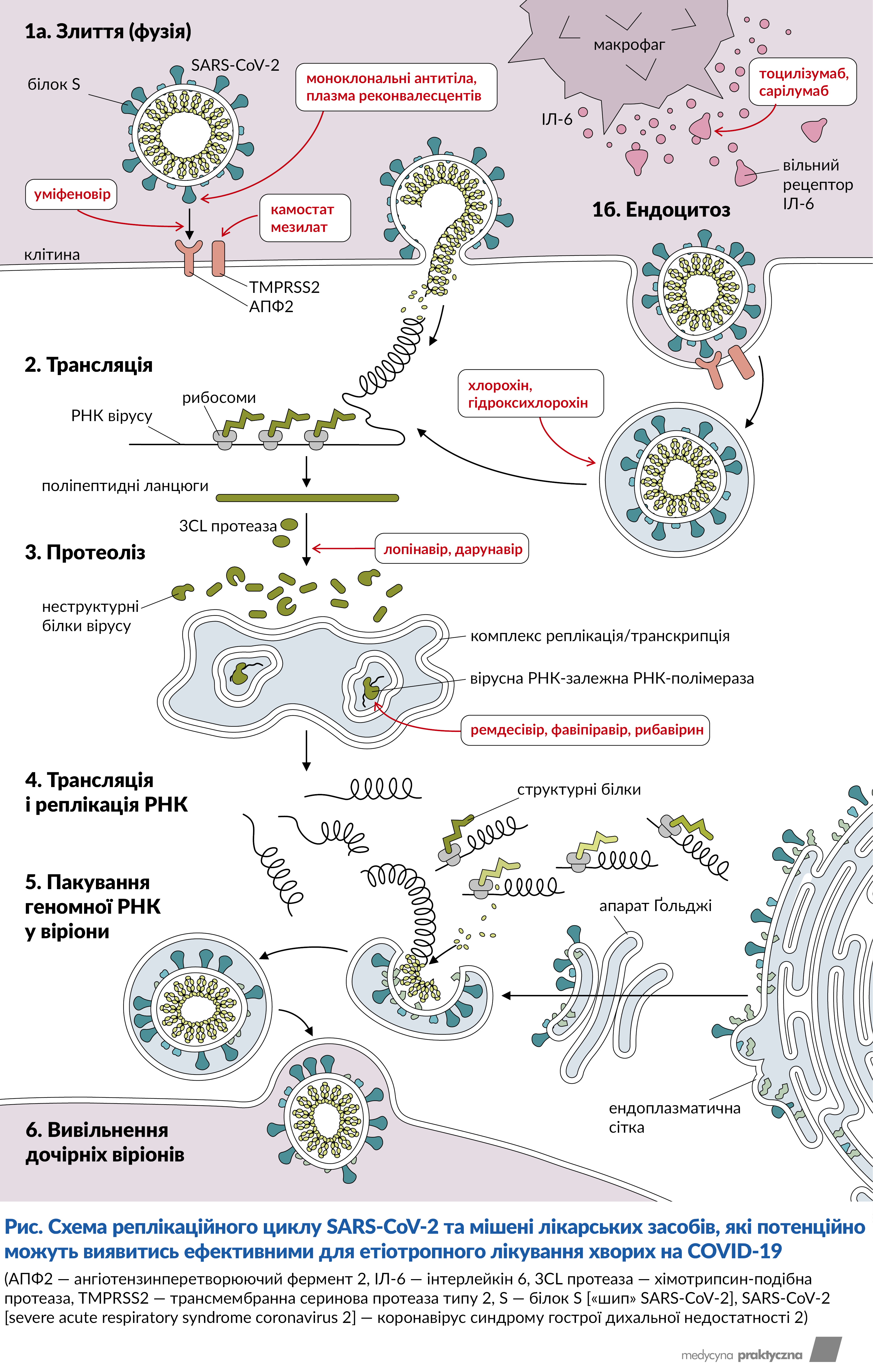 Схема реплікаційного циклу SARS-CoV-2 та мішені лікарських засобів, які потенційно можуть виявитись ефективними для етіотропного лікування хворих на COVID-19