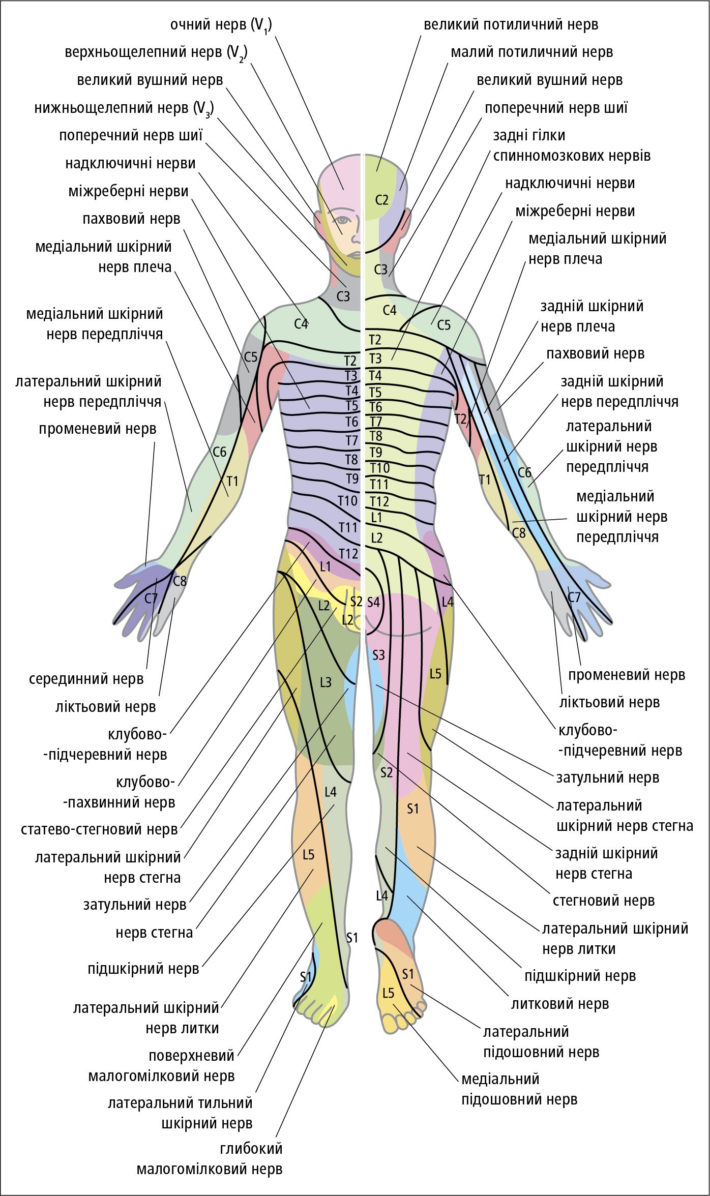 Сегментарна іннервація шкіри та ділянки шкірної іннервації нервів