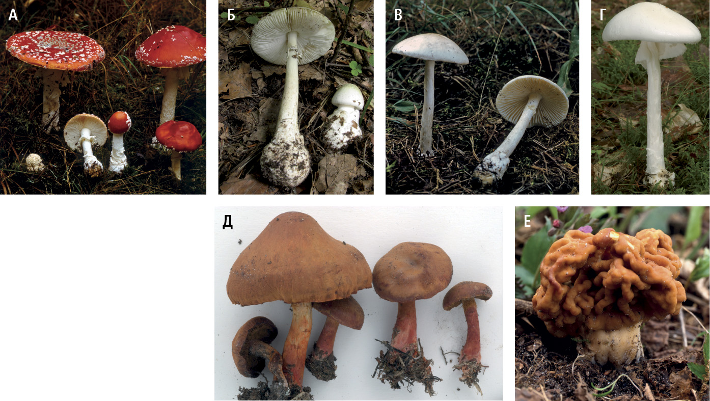 Отруйні гриби: А — мухомор червоний, Б — бліда поганка, B — мухомор білий, Г — мухомор смердючий, Д — павутинник оранжево-червоний, E — строчок звичайний