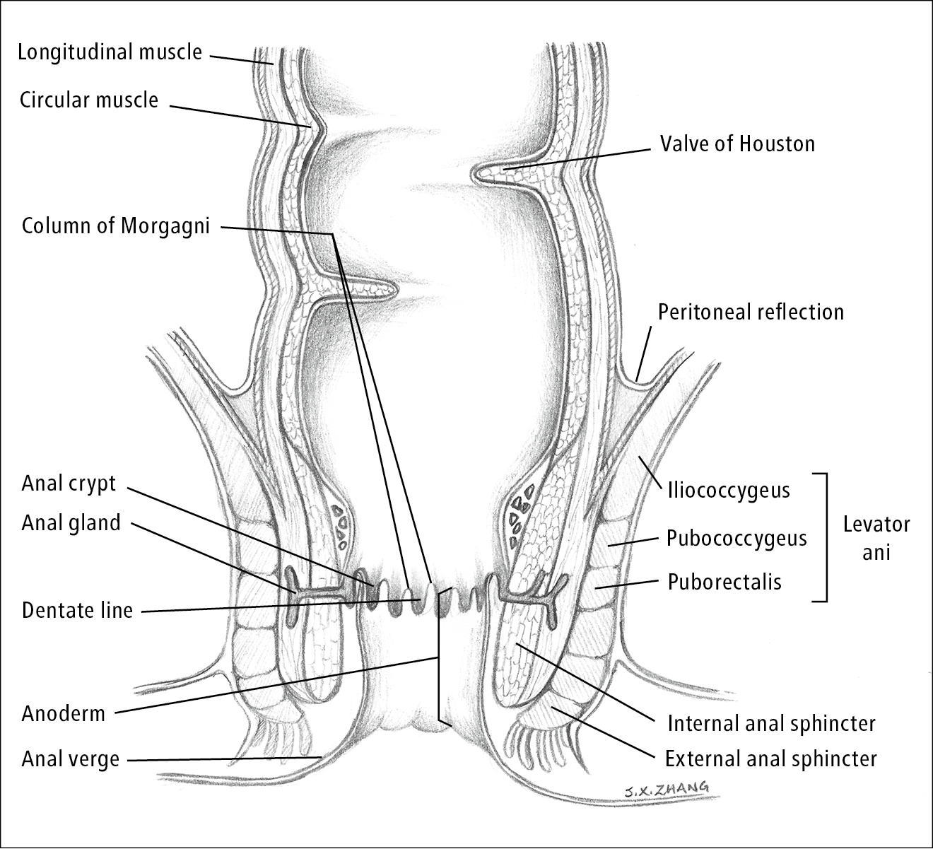Figure 031_4_8618.  Anal canal anatomy.  Illustration courtesy of Dr Shannon Zhang.  