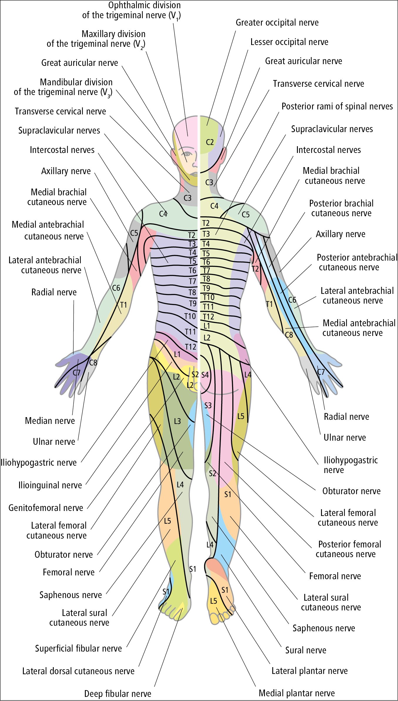 Figure 031_8022.  Segmental innervation of the skin and cutaneous fields of peripheral nerves. 