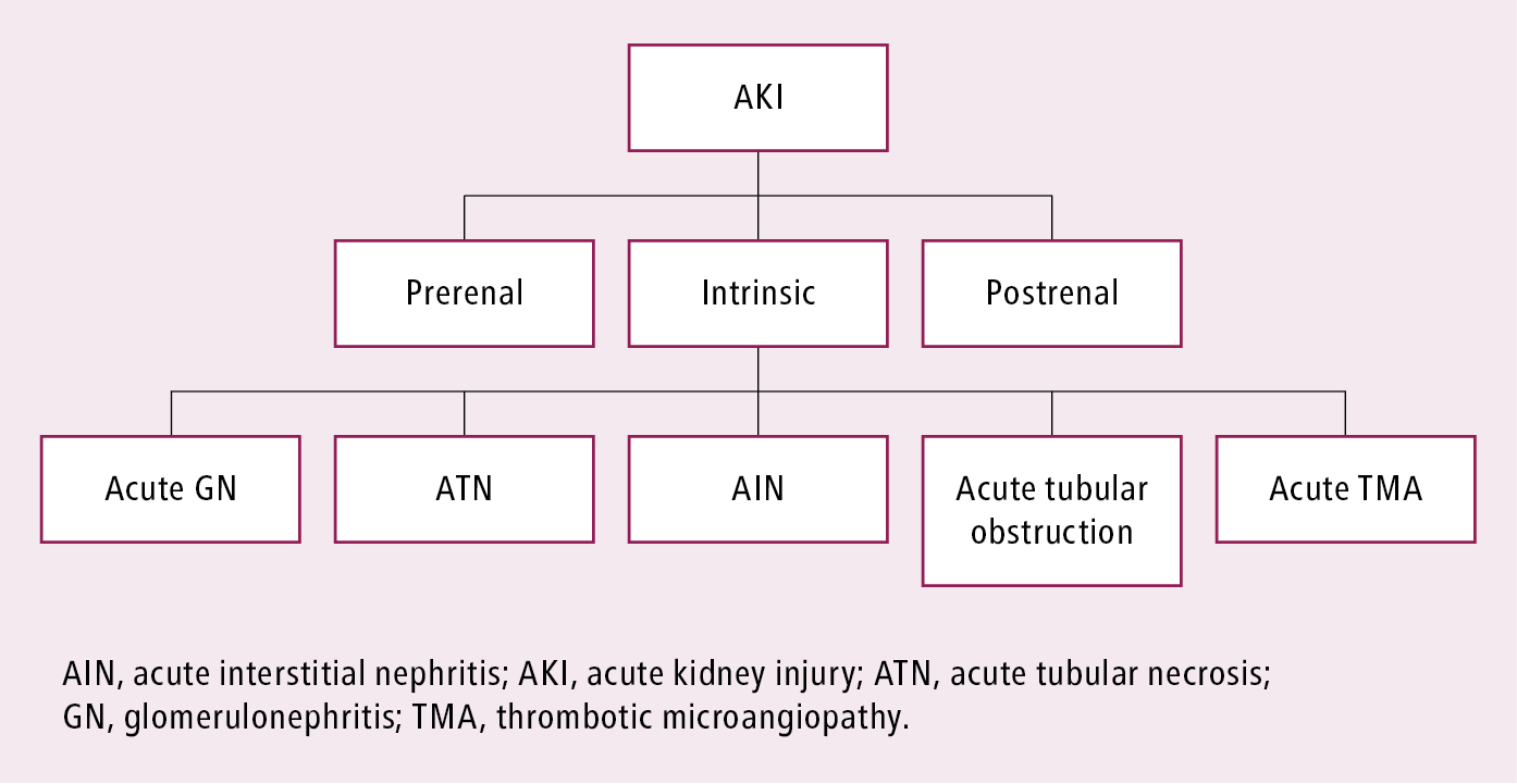 Figure 031_9008.  Basic classification of causes of acute kidney injury. 