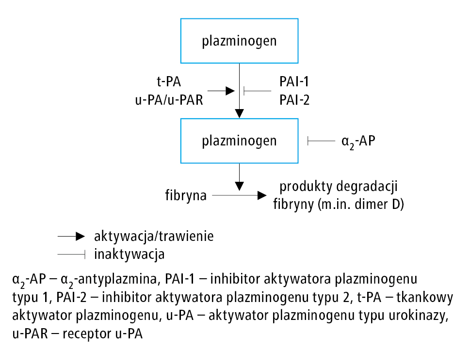  Schemat aktywacji układu fibrynolizy 