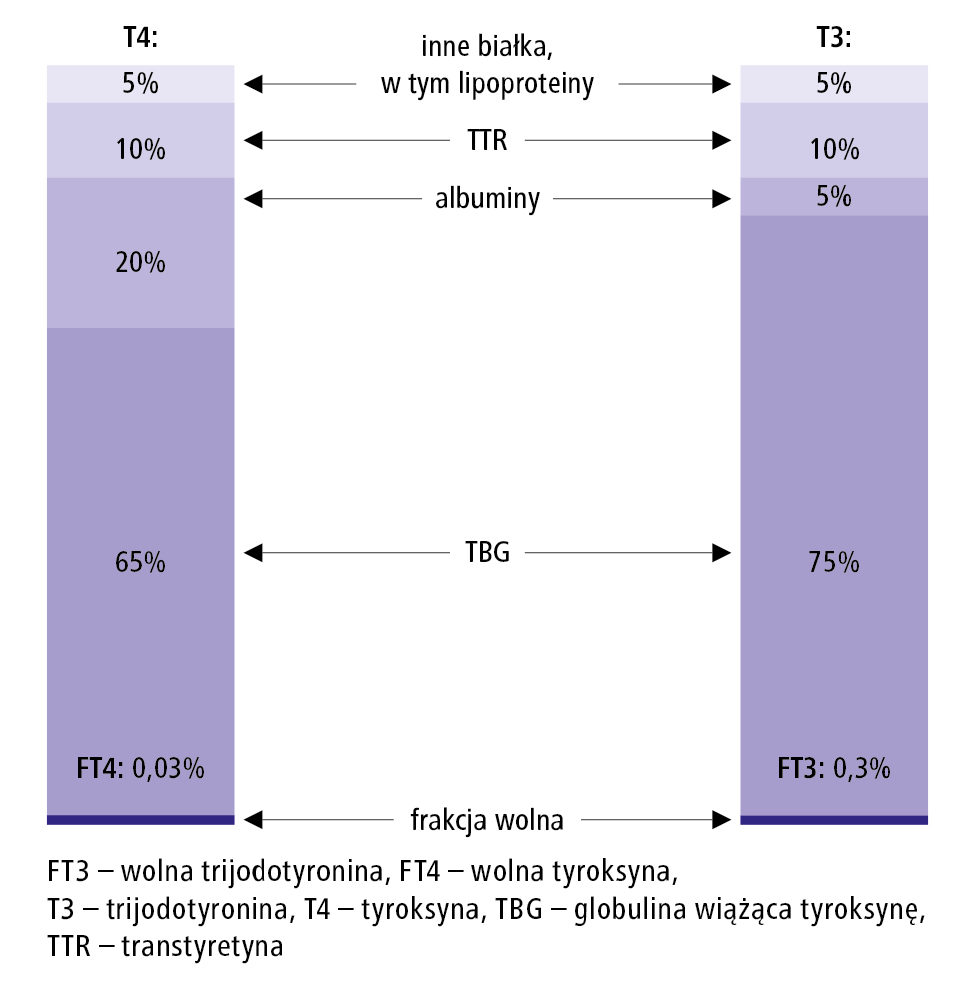  Wiązanie T3 i T4 z białkami w surowicy. TBG – globulina wiążąca tyroksynę, TTR – transtyretyna 