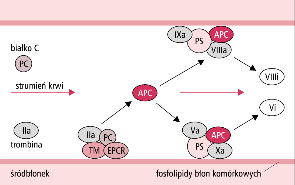  Schemat aktywacji białka C (PC); a – czynnik aktywowany, APC – aktywowane białko C, EPCR – śródbłonkowy receptor dla białka C, i – czynnik inaktywowany, PS – białko S, TM – trombomodulina 