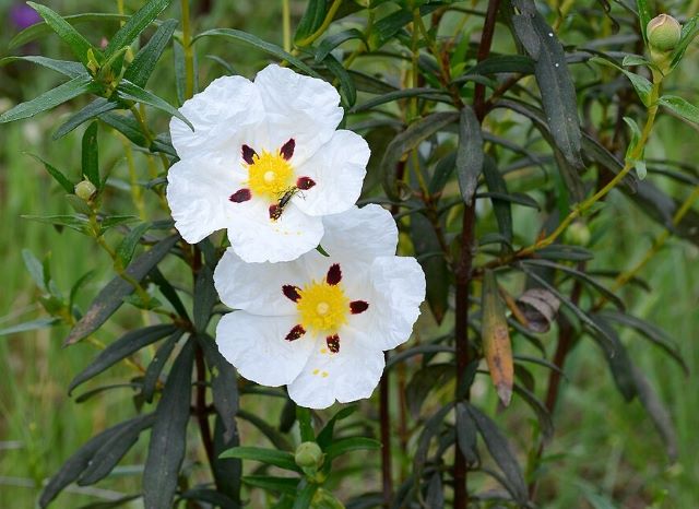 Cistus ladanifer, czystek ladanowy z&nbsp;białymi kwiatami i&nbsp;ciemnoczerwonymi plamkami, rosnący w&nbsp;naturalnym środowisku.