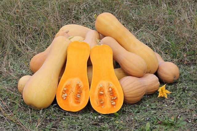 Dojrzałe owoce dyni Butternut (odmiana dyni piżmowej)