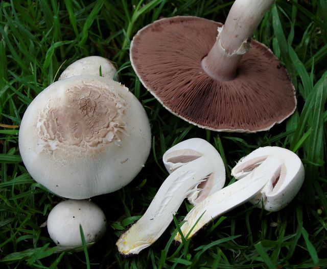 Pieczarka karbolowa (Agaricus xanthodermus) na trawie – białe kapelusze, brązowe blaszki i&nbsp;przekrojony owocnik z&nbsp;żółknięciem u&nbsp;nasady