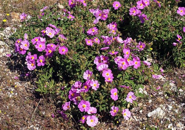Czystek (Cistus creticus) o&nbsp;różowych kwiatach z&nbsp;żółtym środkiem rosnący na kamienistym, śródziemnomorskim zboczu