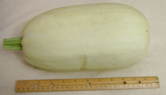 Dynia makaronowa