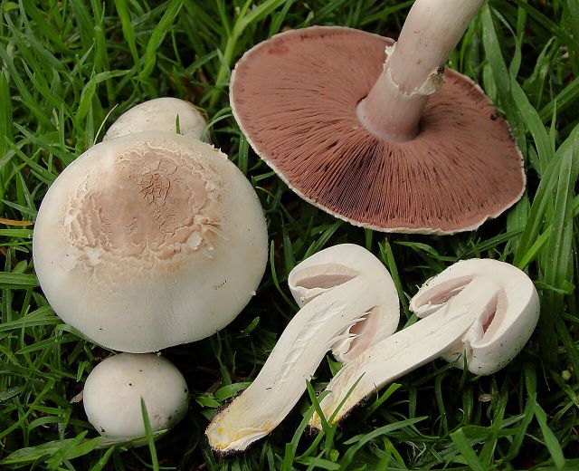 Pieczarka karbolowa - widoczny kapelusz z&nbsp;góry i&nbsp;od spodu oraz przekrój pieczarki karbolowej