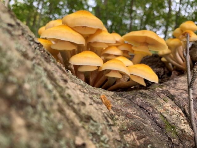 Opieńka miodowa (Armillaria mellea) rosnąca w&nbsp;skupisku na pniu drzewa