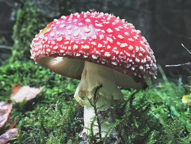 Muchomor czerwony (Amanita muscaria) rosnący w&nbsp;lesie wśród mchu