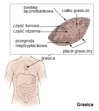 Schemat budowy grasicy – lokalizacja w&nbsp;klatce piersiowej oraz przekrój przez narząd z&nbsp;zaznaczeniem torebki łącznotkankowej, części korowej, części rdzennej, przegród międzypłacikowych i&nbsp;ciałek grasiczych.